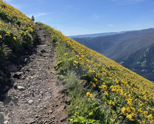 White Salmon Wildflower Festival Dog Mountain