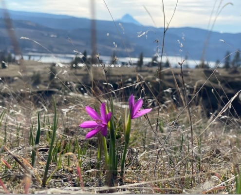 winter wildflowers douglas grass widow