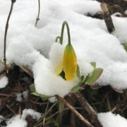 winter wildflowers